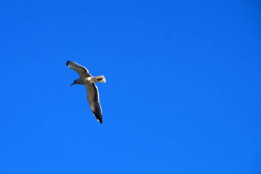 Doğa, özgürlük, seyahat ve doğa fotoğrafçılığı için çekilen açık mavi gökyüzünde uçan martılar..