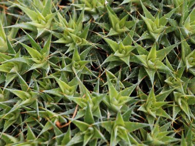 Yoğun dikenli kaktüs kümesine yakın çekim Deuterocohnia brevifolia keskin yeşil sulu.