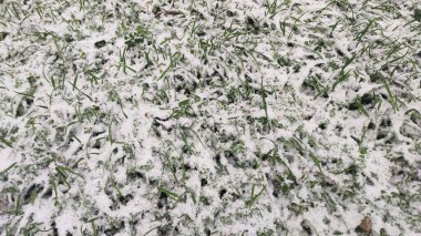 Taze kar yeşil çimlerin üzerinde kış zemininde