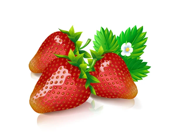 Stillleben von drei frischen Erdbeeren und grünem Erdbeerblatt isoliert auf weißem Hintergrund. — Stockvektor