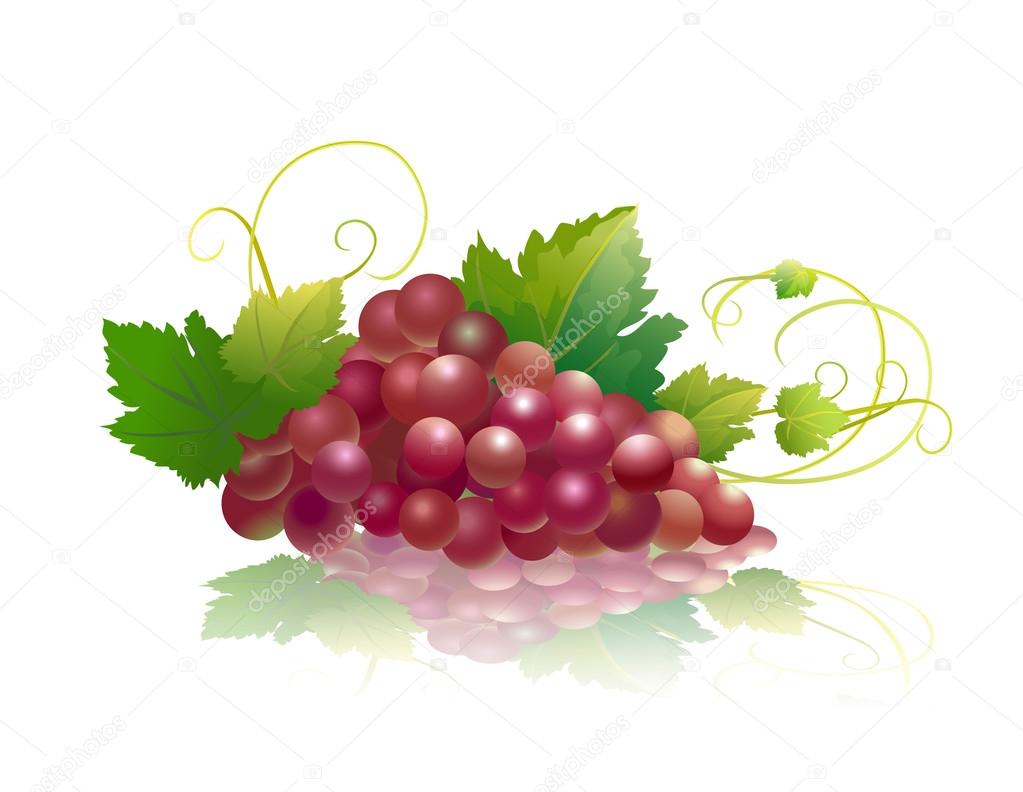 Bunch of pink grapes isolated on white. Vector illustration.