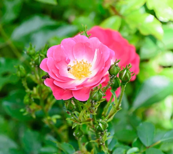 Red Rose Flower Green Vegetation Bokeh Background — Stock Photo, Image