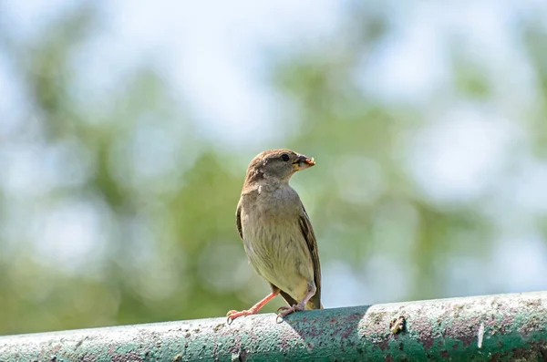 Rouget Noir Phoenicurus Ochruros Oiseau Avec Nourriture Dans Bec Moineau — Photo