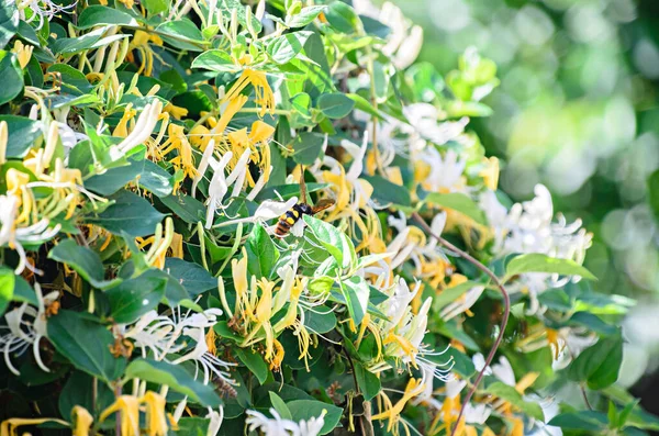 Lonicera Caprifolium Итальянский Древолаз Перфолиат Медоносный Перфолиат Древесный — стоковое фото