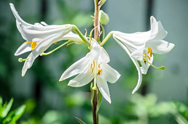 Rama Blanca Flores Ilion Hojas Verdes Cerca — Foto de Stock