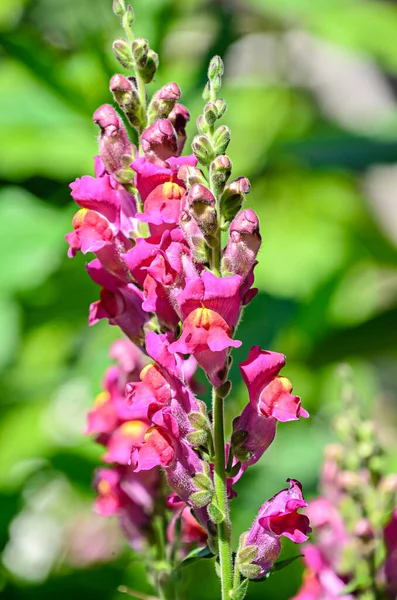 Rosa Con Antirrhinums Amarillo Flores Dragón Snapdragons Primer Plano — Foto de Stock