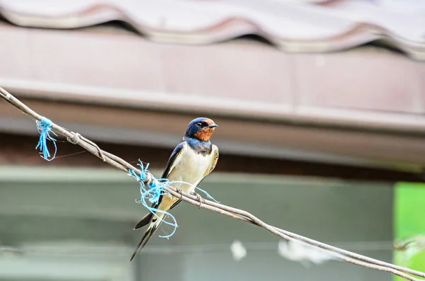 Colored Barn Swallow Hirundo Rustica Bird Close — Stock Photo, Image