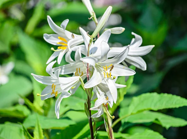 Rama Blanca Flores Ilion Hojas Verdes Cerca — Foto de Stock