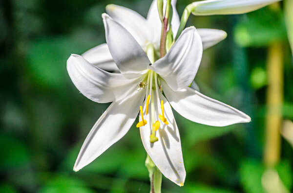 White branch Lilium flowers, green leafs close up.