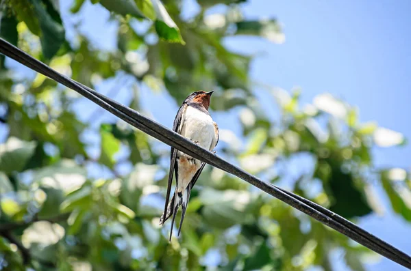 Coloré Hirondelle Rustique Hirundo Rustica Oiseau Gros Plan — Photo