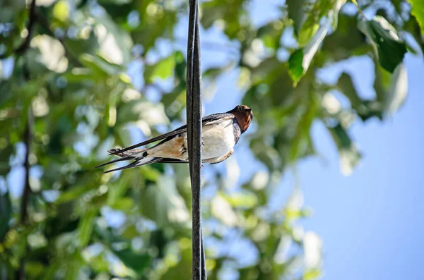 Coloré Hirondelle Rustique Hirundo Rustica Oiseau Gros Plan — Photo