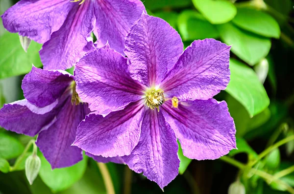 Clematis Flor Violeta Rainha Dos Escaladores Isolado Close — Fotografia de Stock