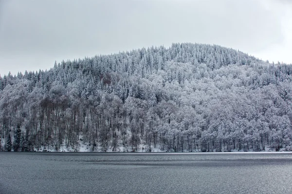 Inverno e foresta — Foto Stock