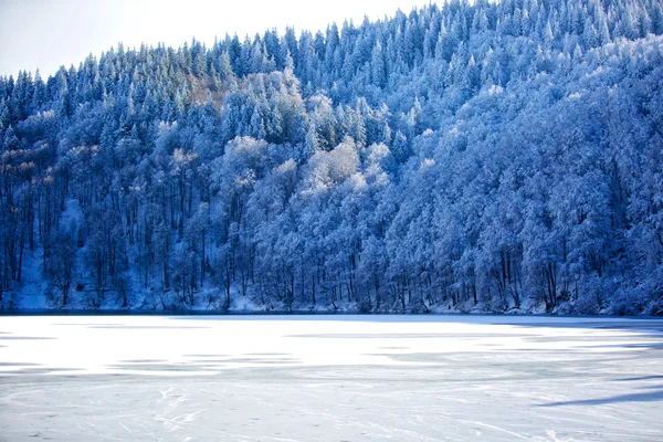 Зима и лес — стоковое фото