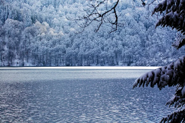 Inverno e floresta — Fotografia de Stock