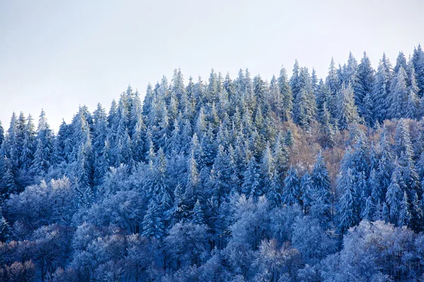 Inverno e foresta — Foto Stock