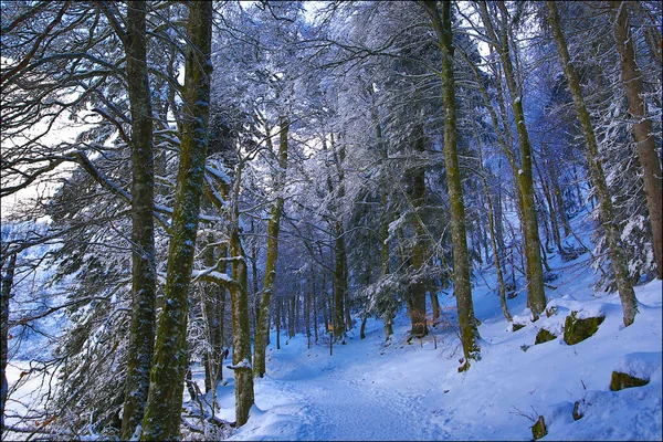 Inverno e floresta — Fotografia de Stock