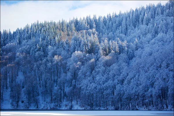 Inverno e foresta — Foto Stock