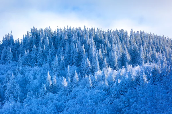 Inverno e floresta — Fotografia de Stock