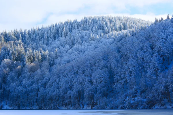 Inverno e floresta — Fotografia de Stock