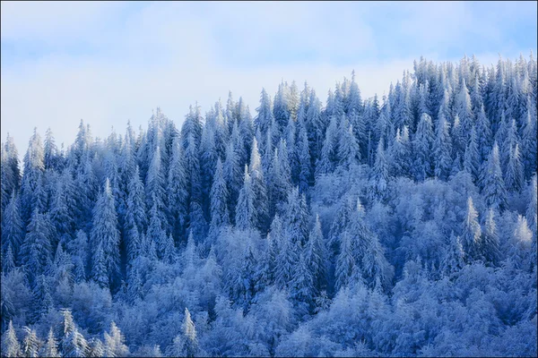 Зимовий ліс та вольєрне господарство — стокове фото
