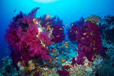 Red Sea Alcyonaire