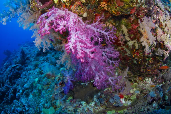 紅海の Alcyonaire — ストック写真