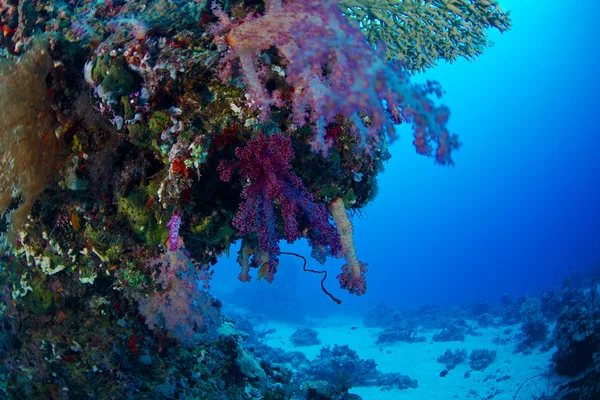 Alcyonaire del Mar Rojo — Foto de Stock