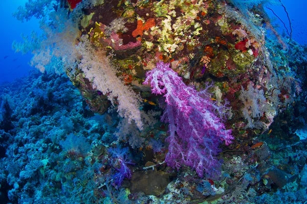 Alcionário do Mar Vermelho — Fotografia de Stock