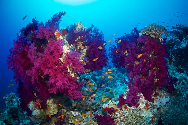 Red Sea Alcyonaire