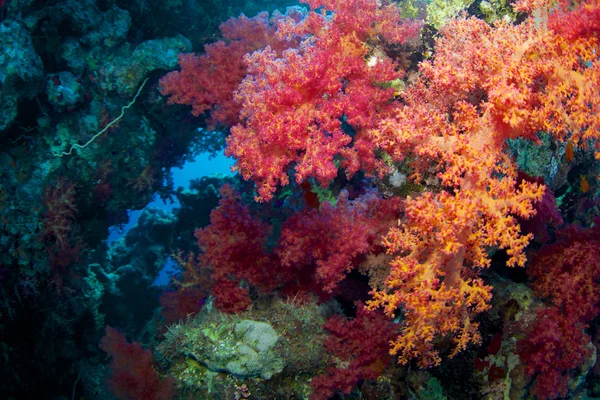 Red Sea Alcyonaire