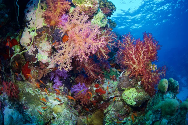 Alcyonaire del Mar Rojo — Foto de Stock