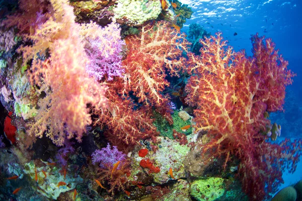 Alcionário do Mar Vermelho — Fotografia de Stock