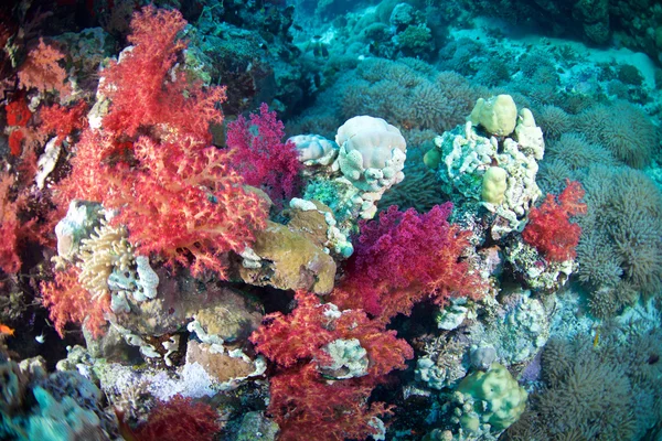 Alcyonaire del Mar Rosso — Foto Stock