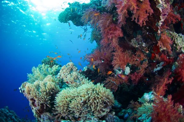 Alcyonaire röda havet — Stockfoto