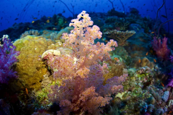 Red Sea Alcyonaire — Stok fotoğraf