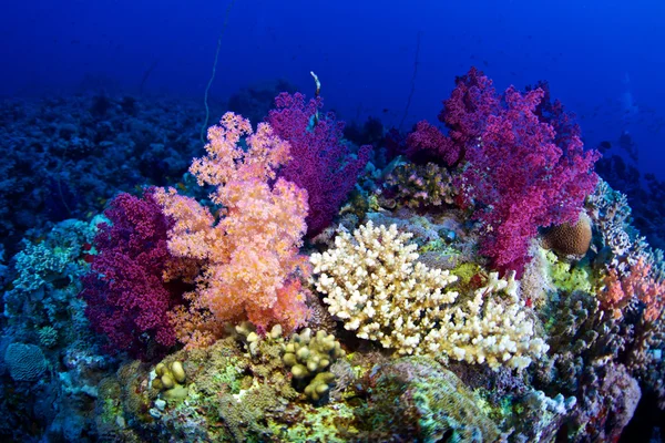 Alcyonaire del Mar Rojo — Foto de Stock