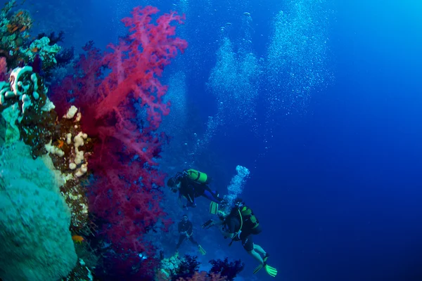 Alcionário do Mar Vermelho — Fotografia de Stock