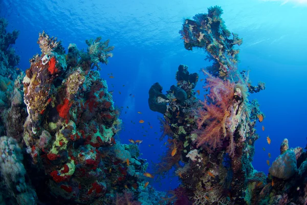 Alcyonaire del Mar Rojo —  Fotos de Stock