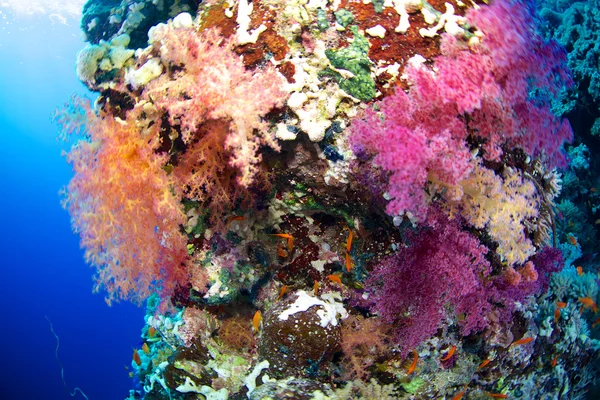 Alcionário do Mar Vermelho — Fotografia de Stock