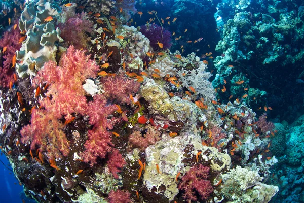 Alcyonaire Червоне море — стокове фото