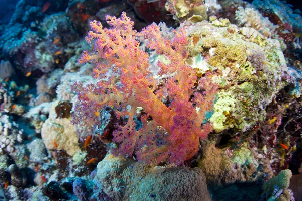 Alcyonaire van de rode zee — Stockfoto