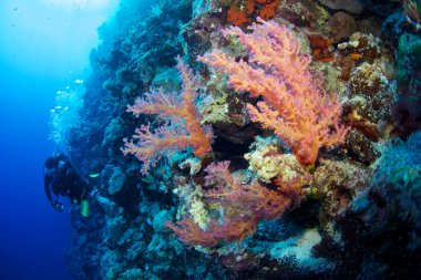 Red Sea Alcyonaire