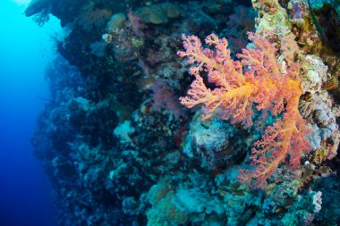 Red Sea Alcyonaire
