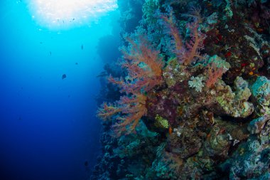 Red Sea Alcyonaire
