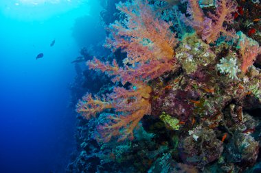 Red Sea Alcyonaire