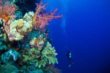 Red Sea Alcyonaire