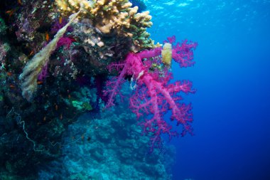 Red Sea Alcyonaire