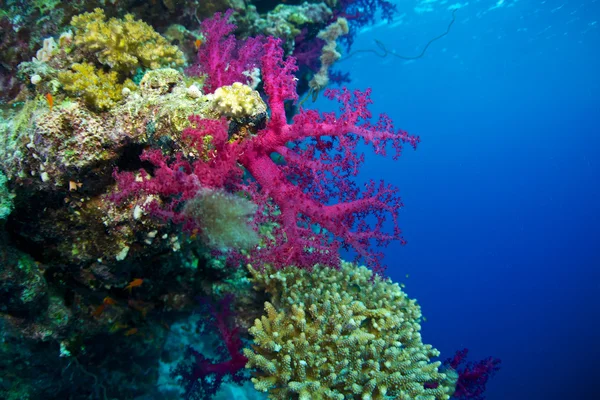 Alcyonaire röda havet — Stockfoto