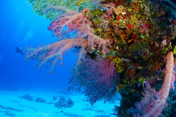 Alcyonaire ของทะเลแดง — ภาพถ่ายสต็อก